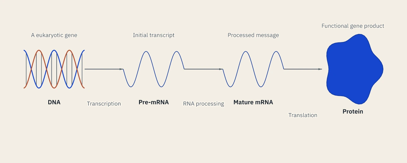 An illustrated molecular pathway from a eukaryotic gene through RNA processing to protein. Actual Prestilla output; illustrative content.
